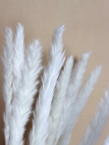 Small White Feather Pampas Grass